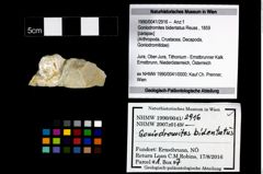 Foto (Objekt + Etikett) von Goniodromites bidentatus (Reuss, 1859)  (NHMW-GEO-1990-0041-2916)